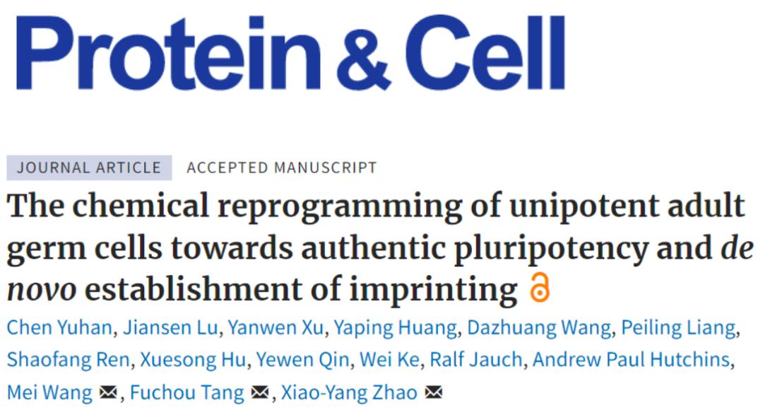 科研工作者合作開發(fā)誘導(dǎo)多能干細(xì)胞高效重編程系統(tǒng)
